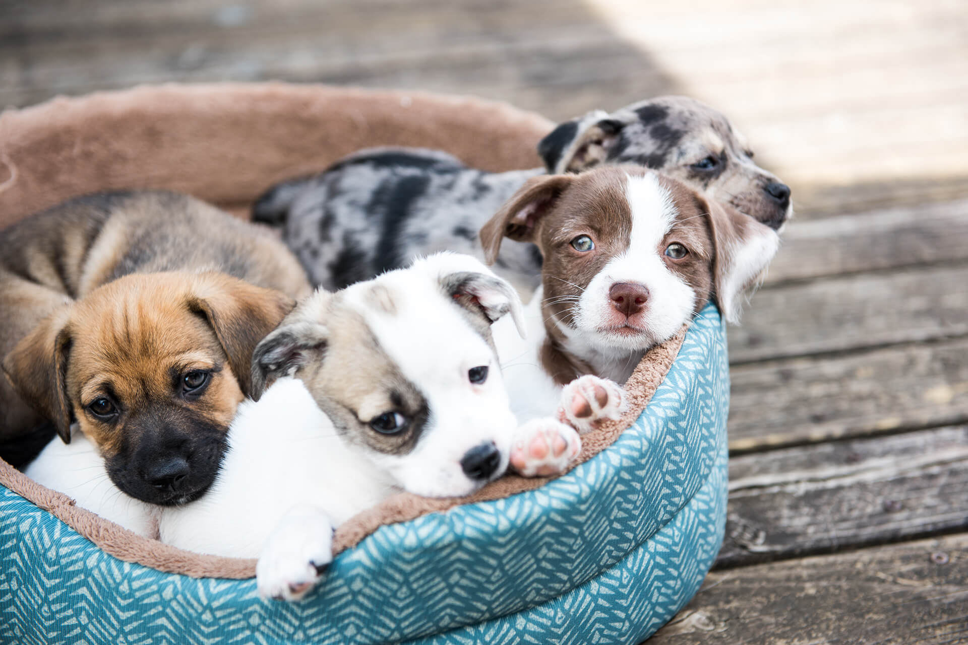 Veterinarian in Olathe, KS