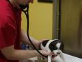 Puppy Exam, Veterinary Exam, Arbor Creek Animal Hospital